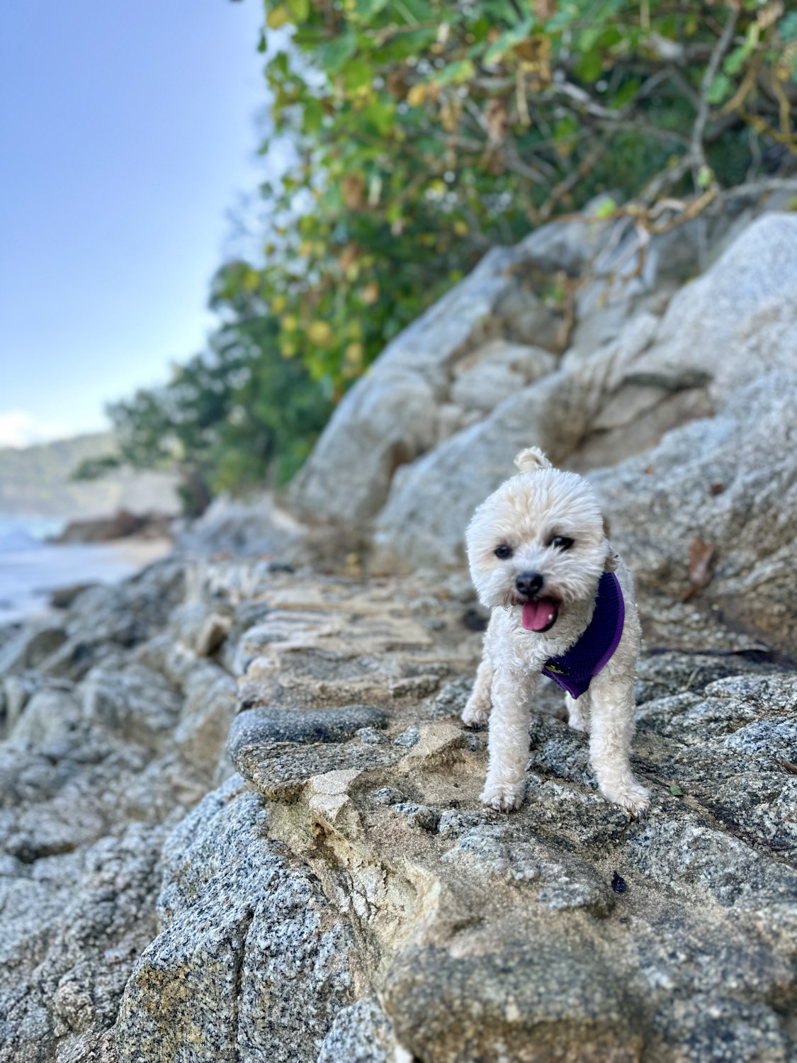 Luna on stone path along coast