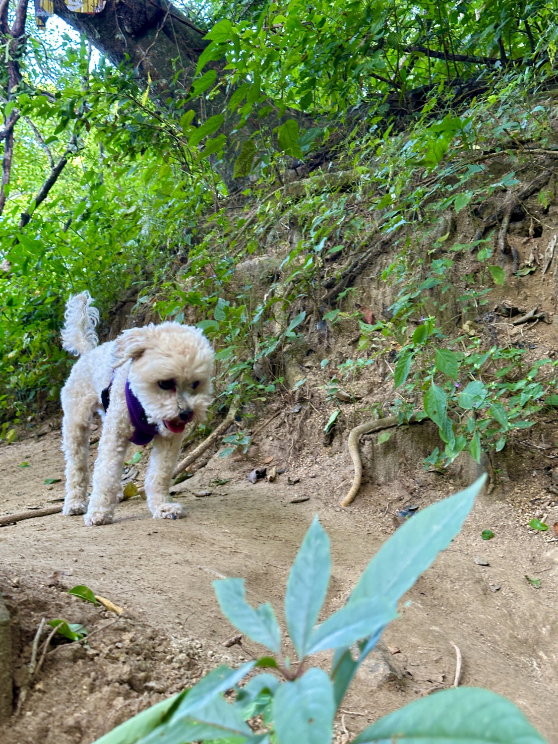 Luna enjoying the trail