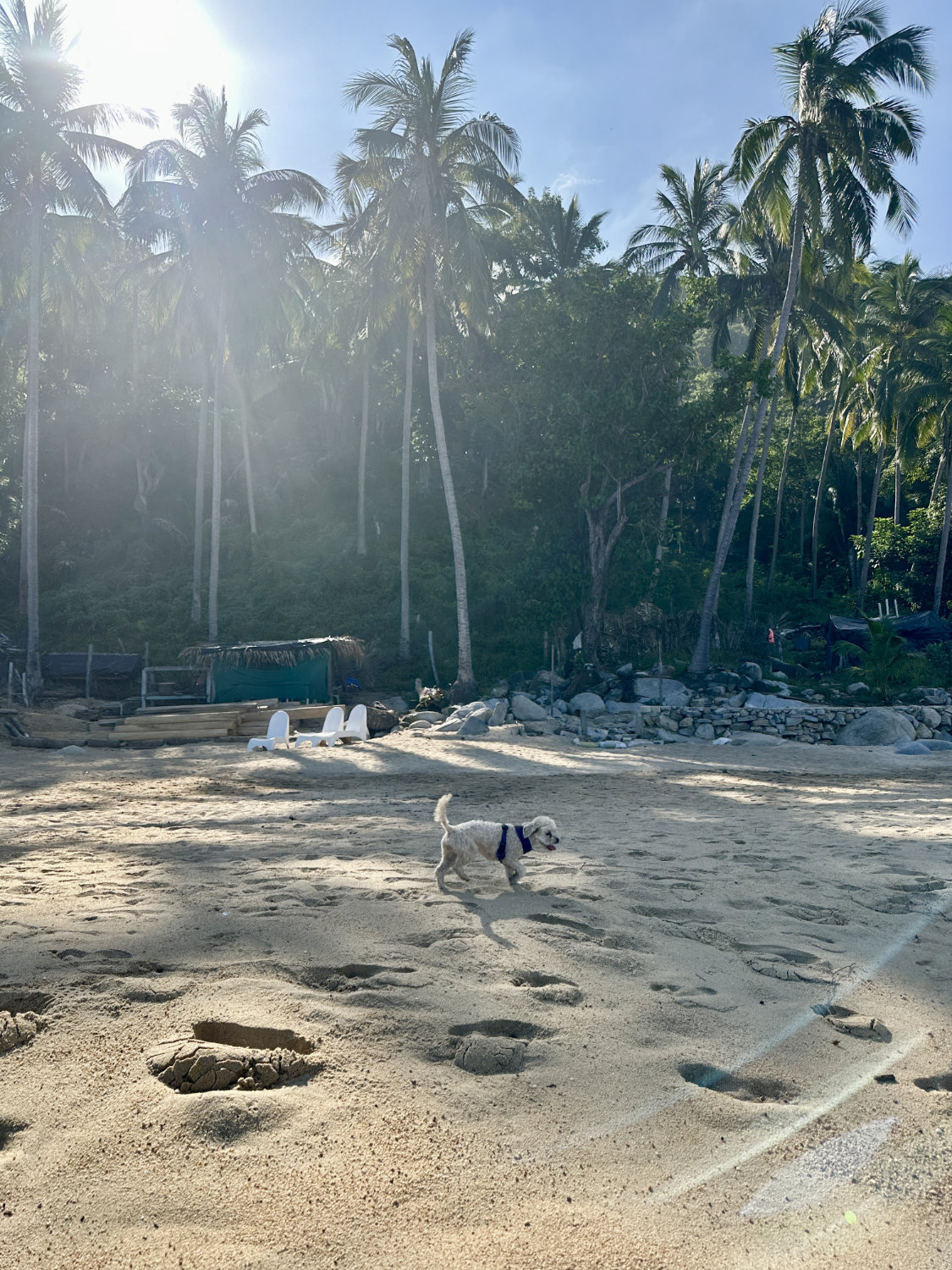 Luna enjoying a walk on Playa Caballo