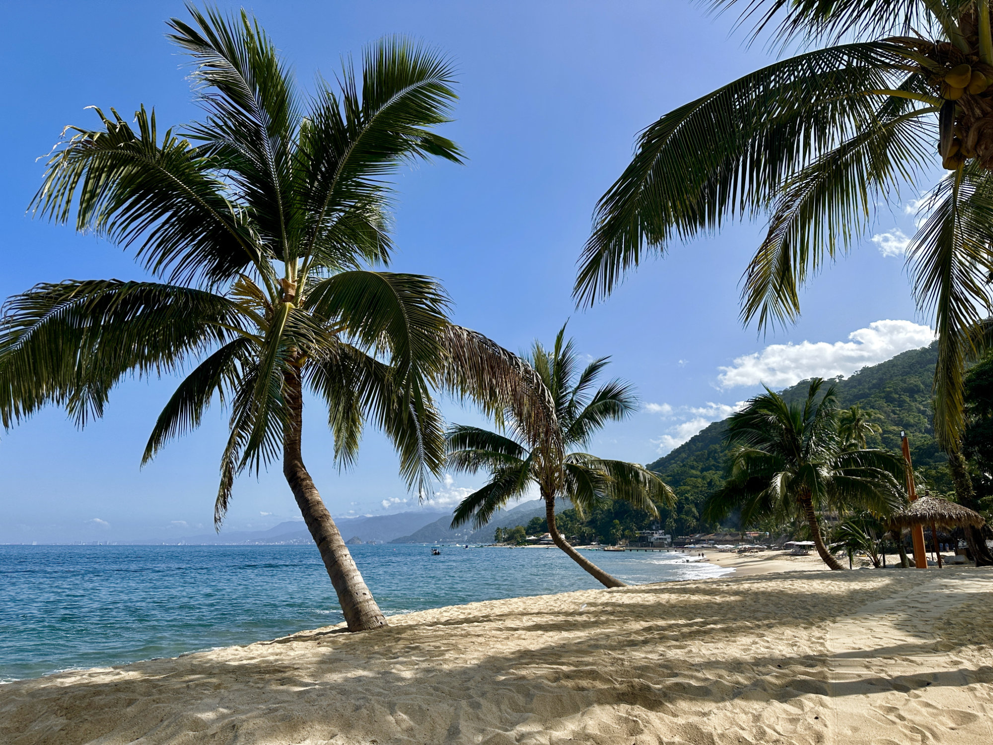 Palm trees line the shore at Playa Las Ánimas