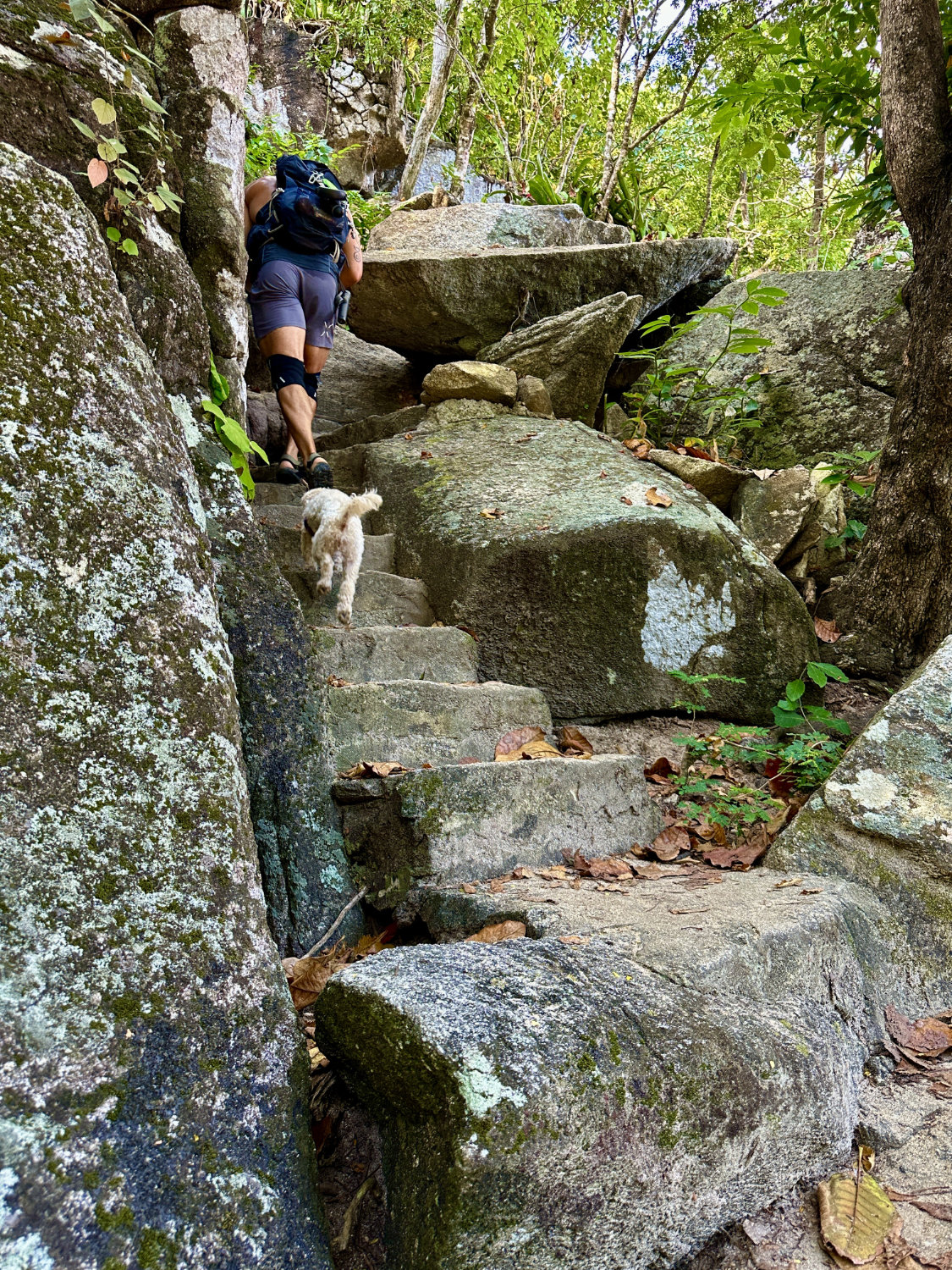 Steps carved in stone on trail