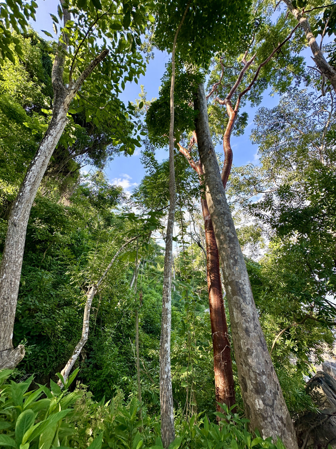 Tall slender trees in jungle