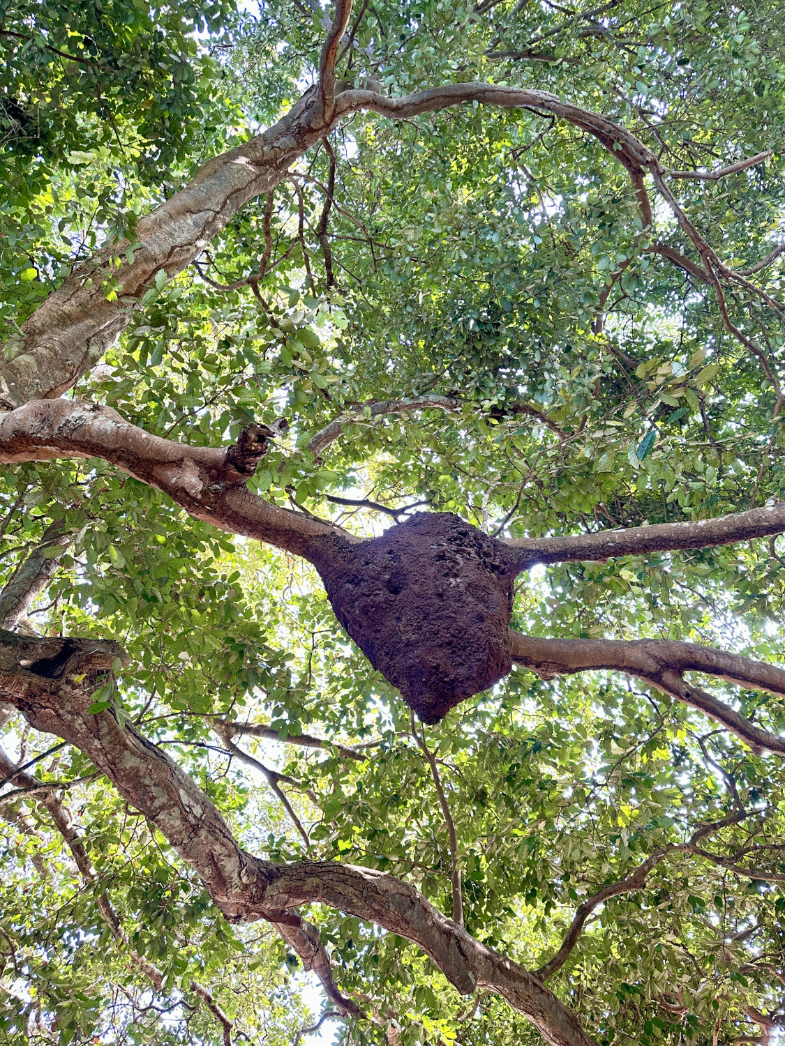 Termite mound high in tree