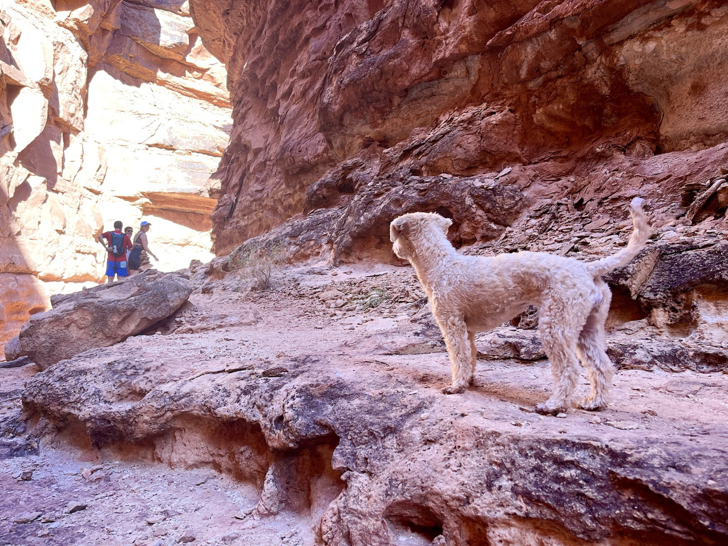 Luna on Cathedral Wash trail