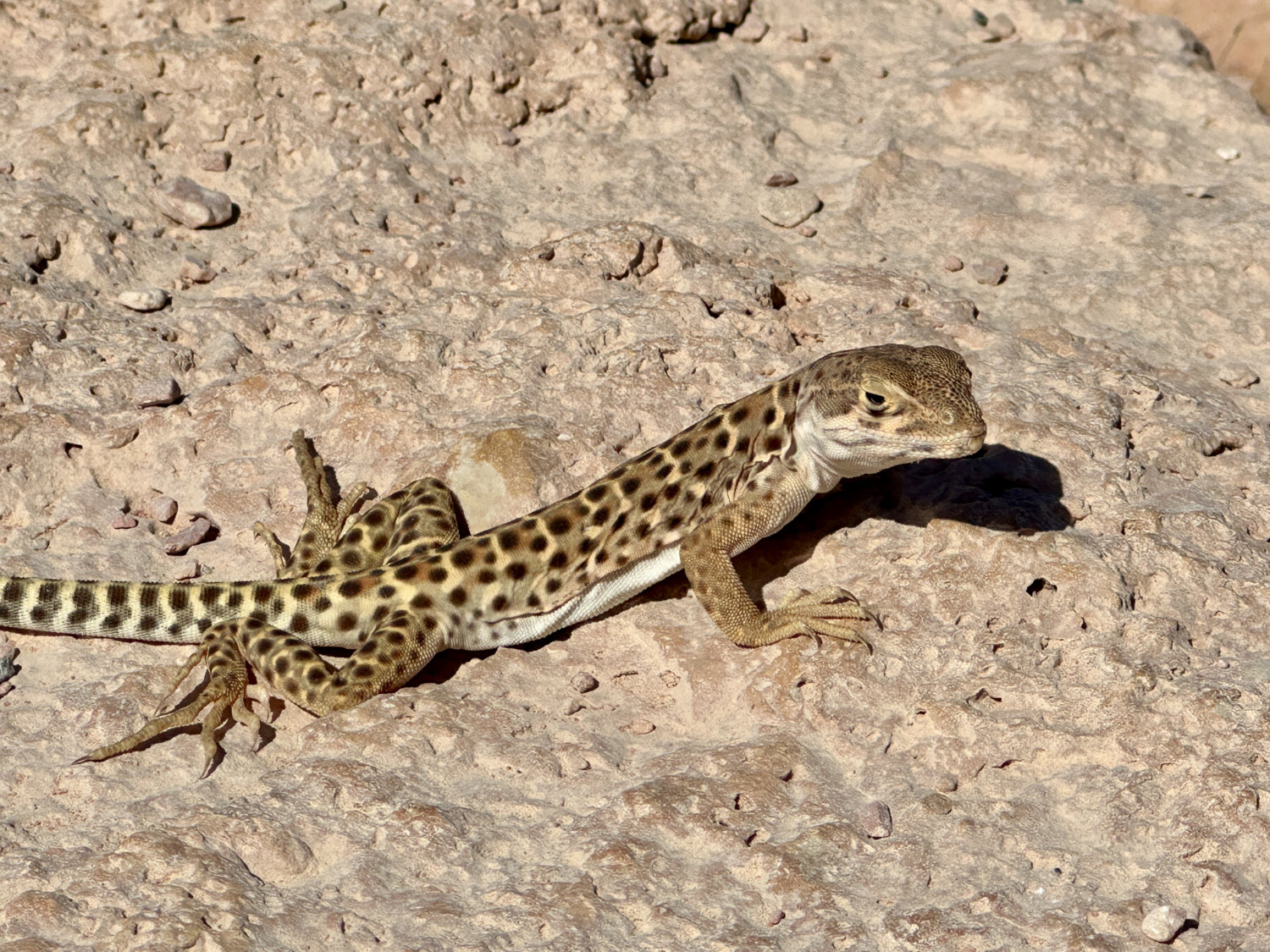 Lizard on Cathedral Wash trail