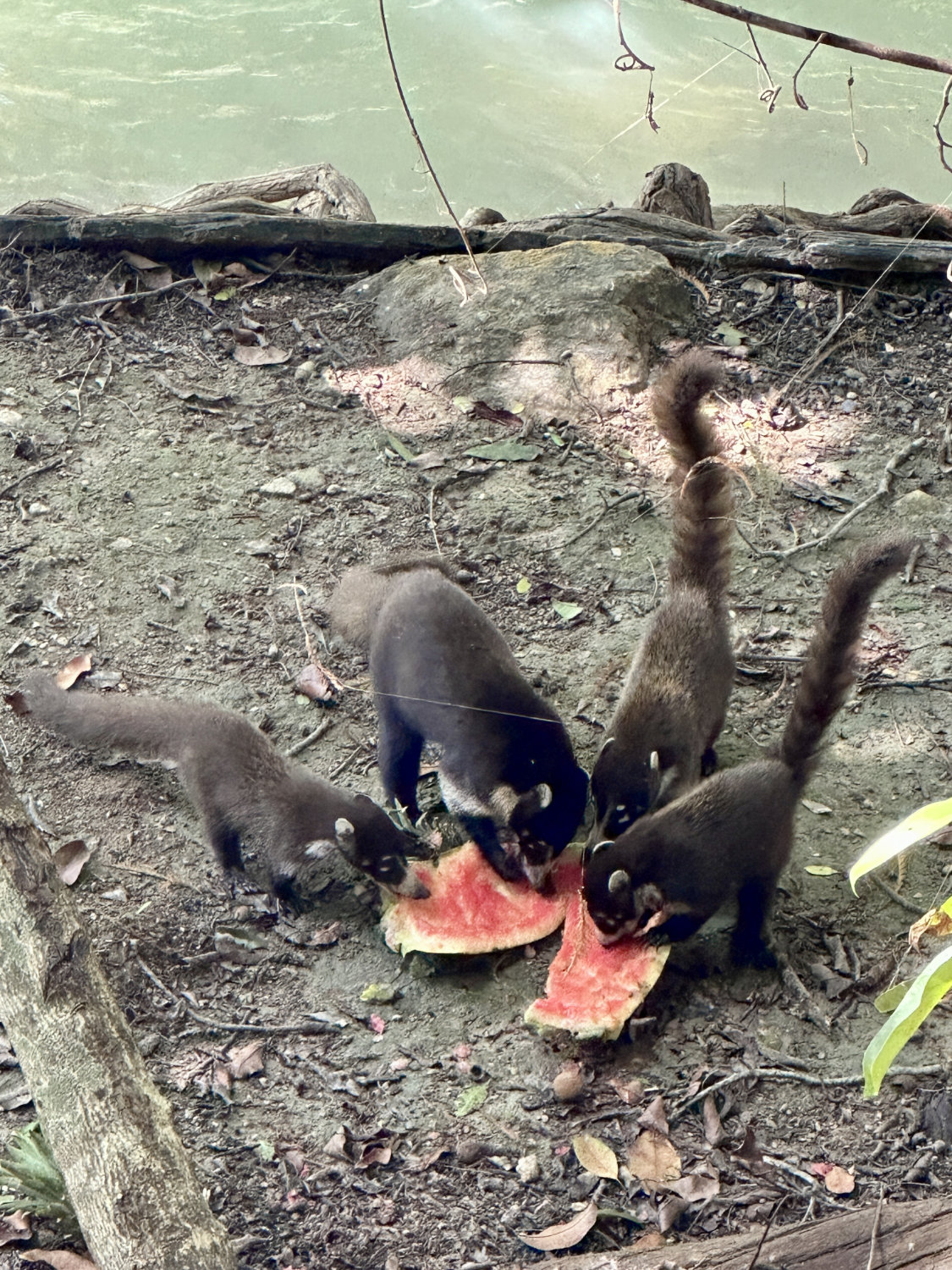 Racoons eating watermelon