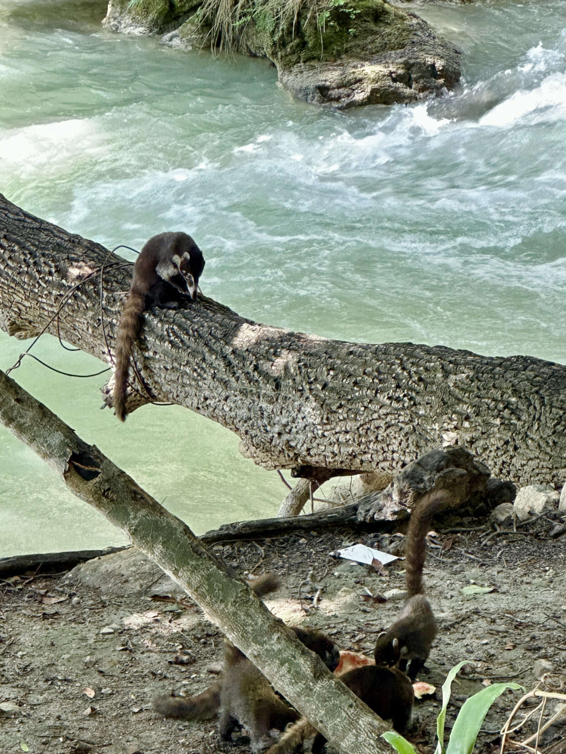 Wild raccoons perched on tree branch at El Chiflón waterfall park in Chiapas Mexico