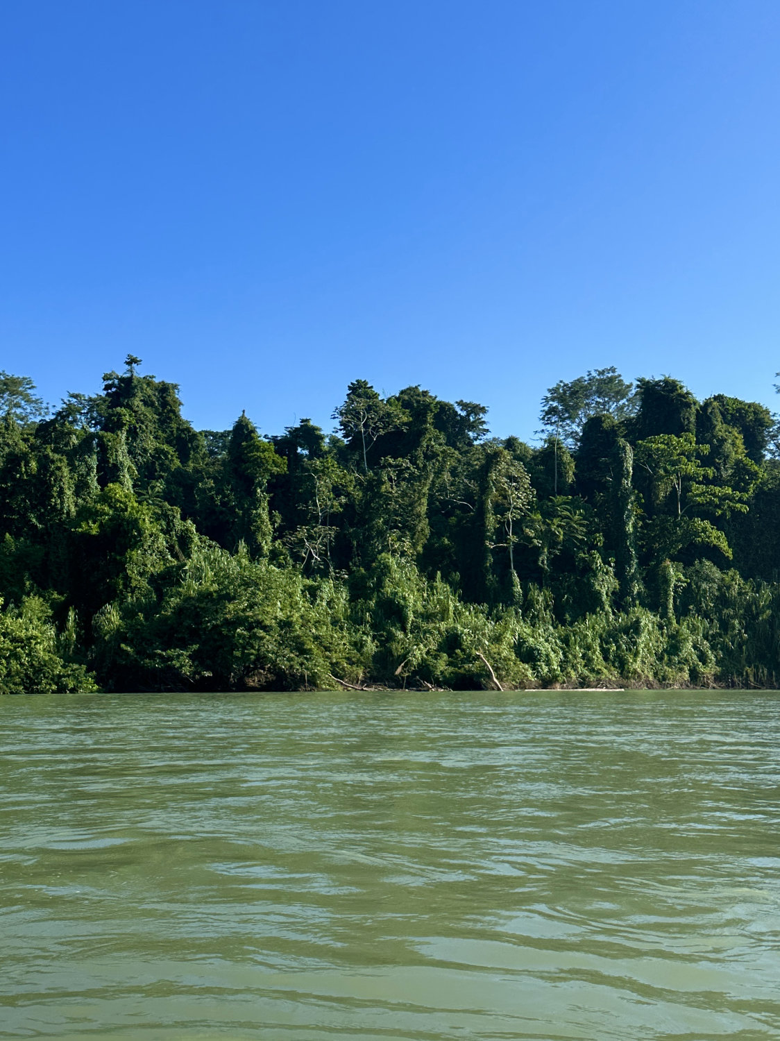 Jungle alongside the river