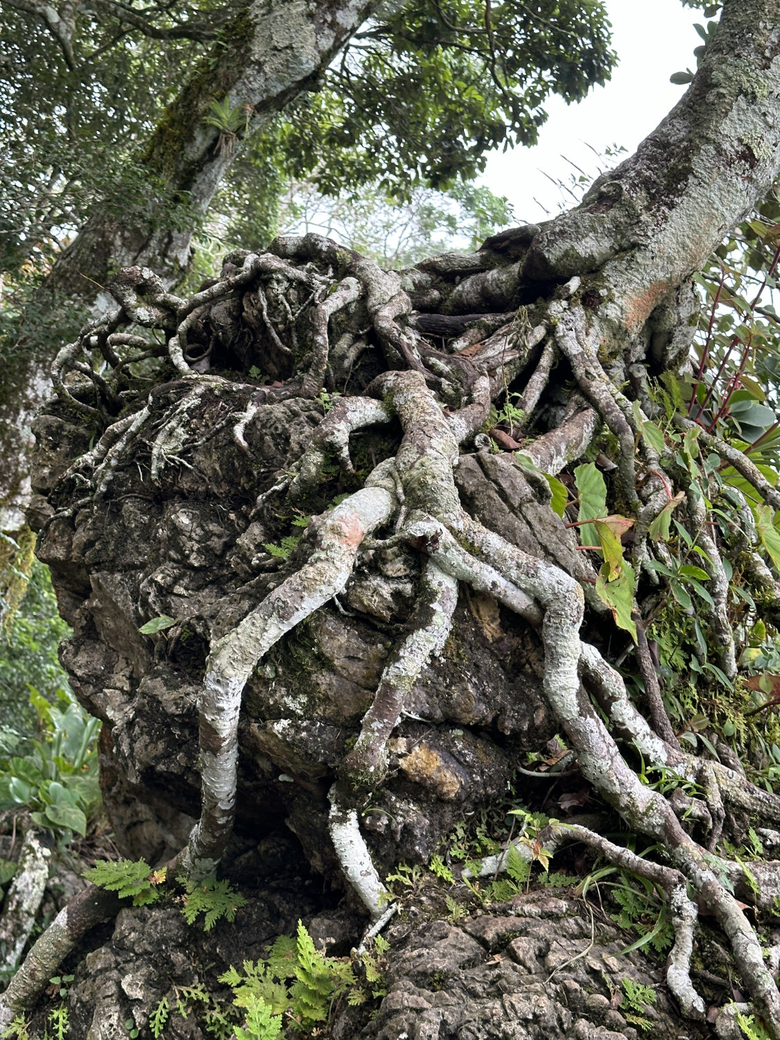 Hiking trail tree roots