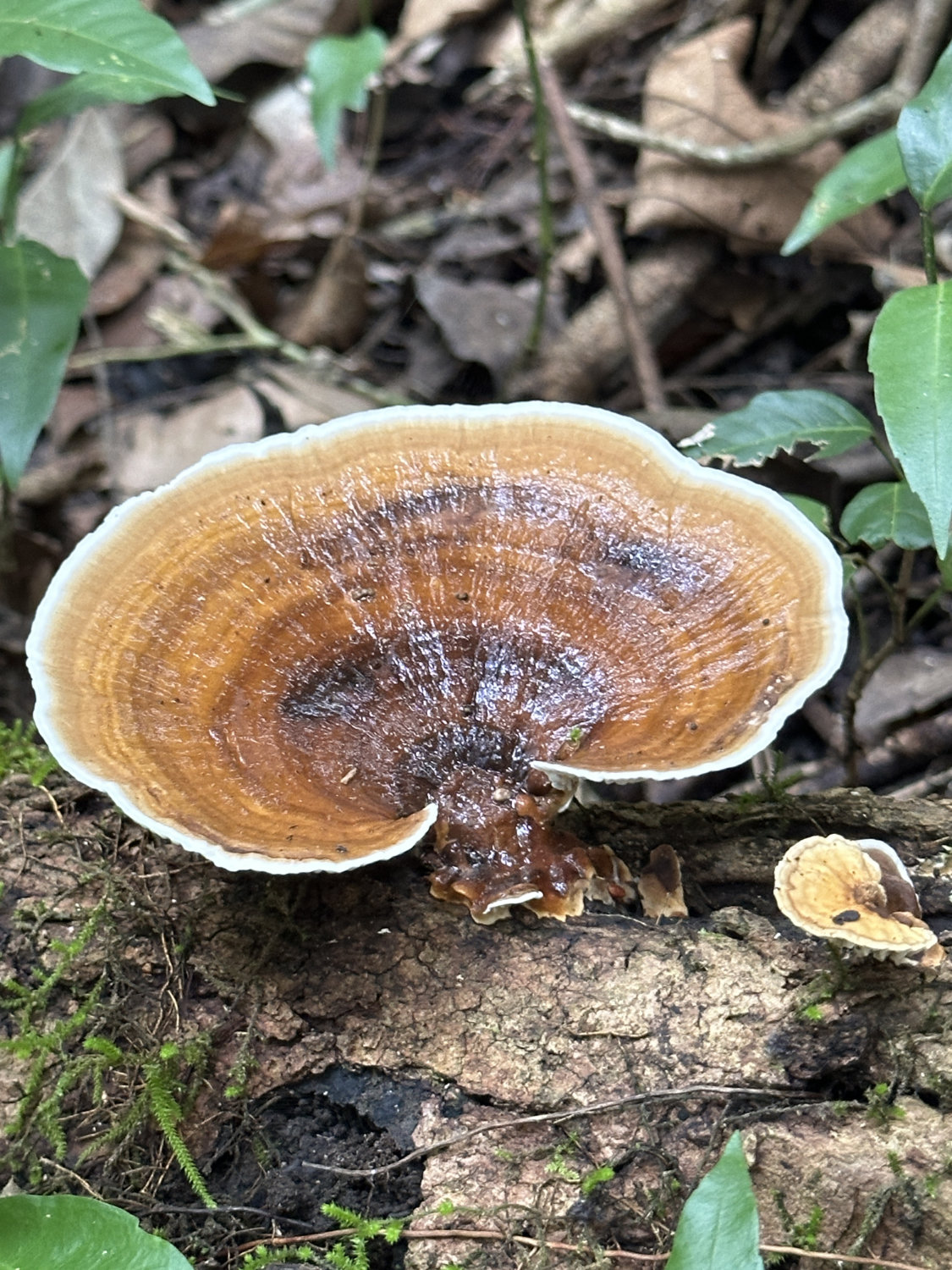 Mushroom on ground