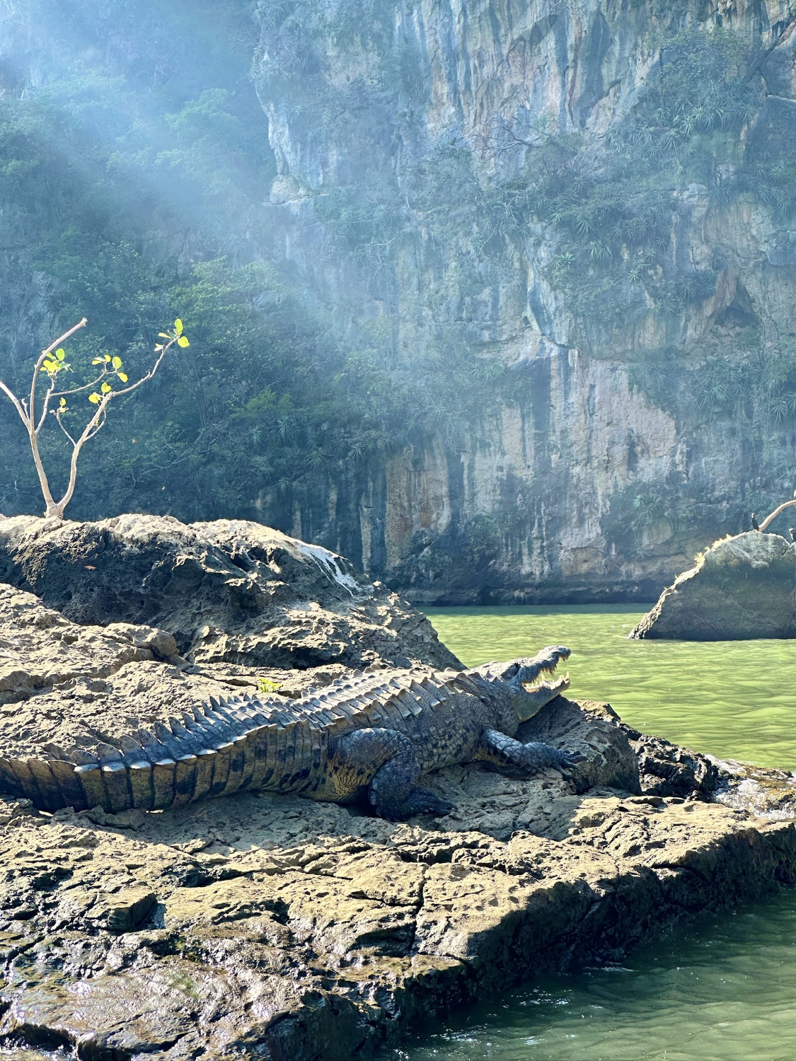 American crocodile in Sumidero Canyon