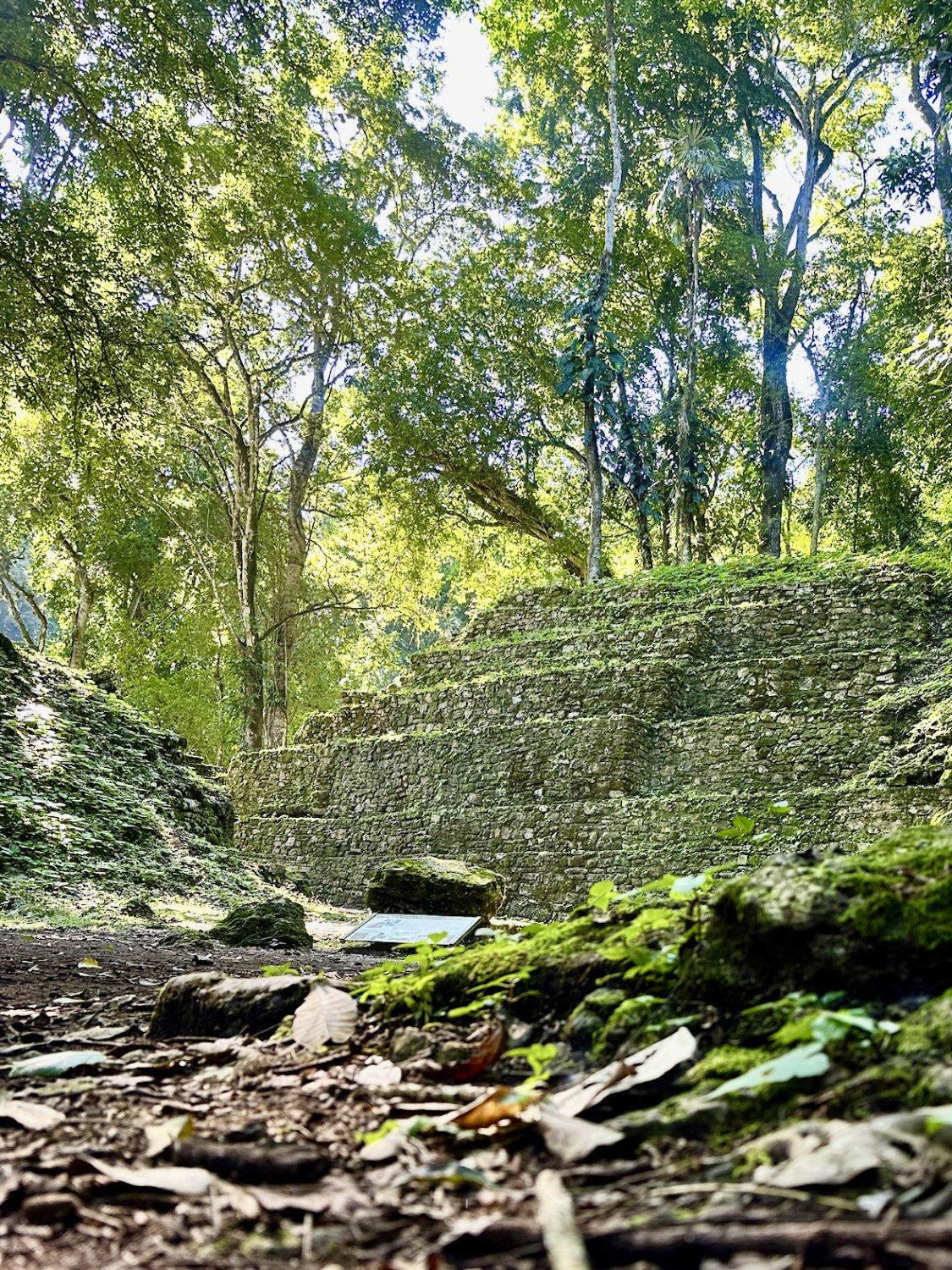 Mayan pyramid emerging from the jungle