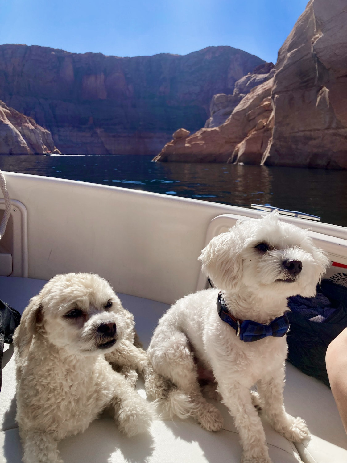 Luna and her BFF Oliver at Lake Powell near Page Arizona