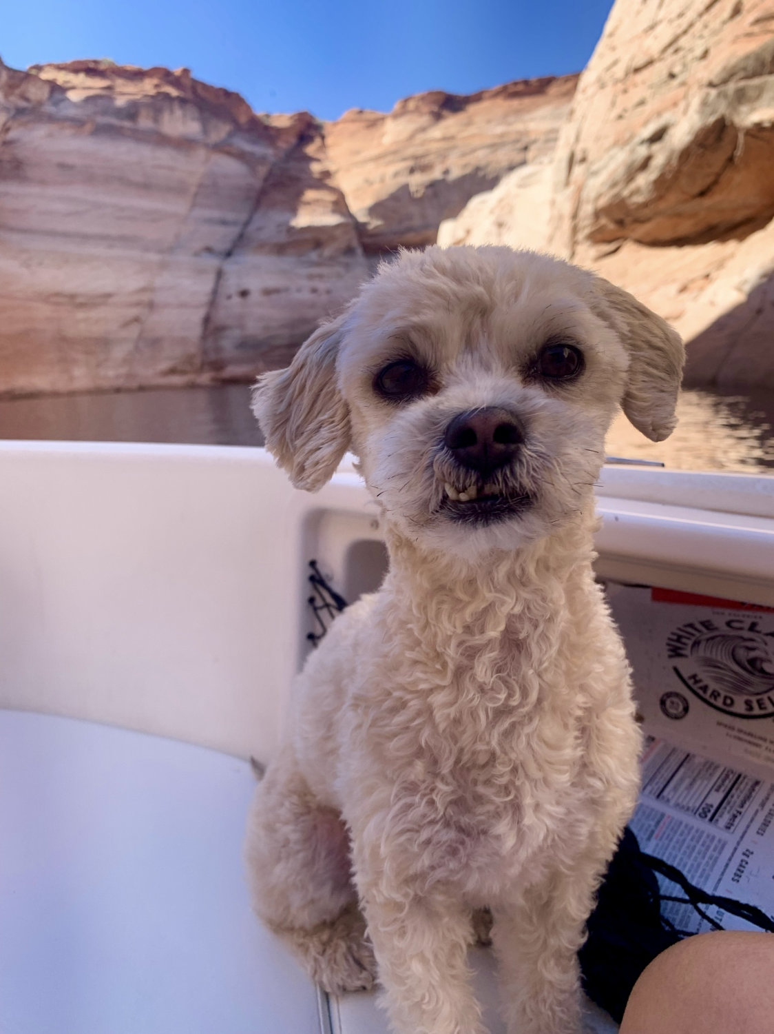 Luna hanging out in the boat at Lake Powell near Page Arizona